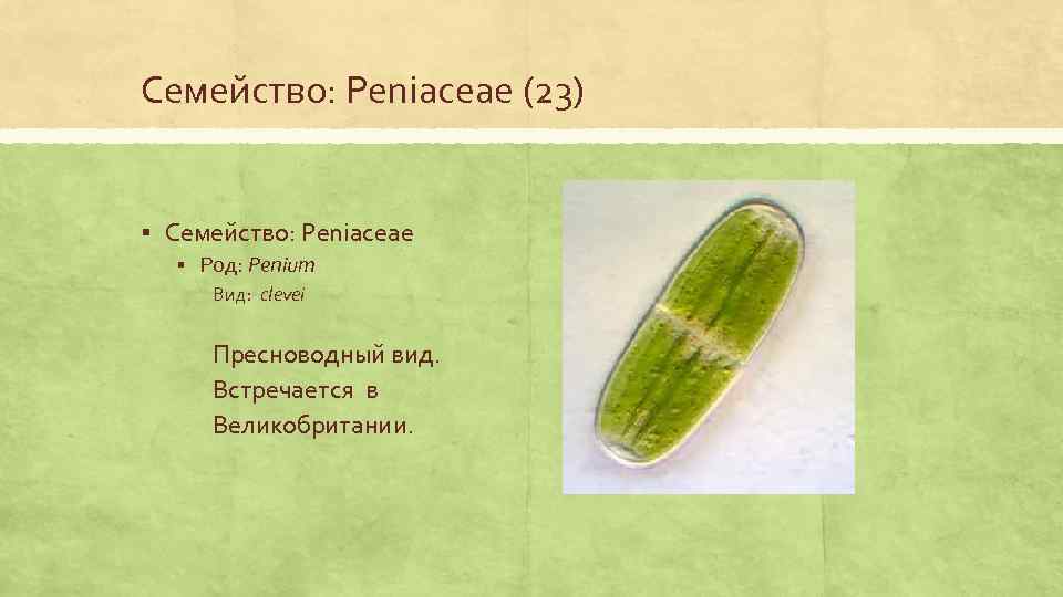 Семейство: Peniaceae (23) § Семейство: Peniaceae § Род: Penium Вид: clevei Пресноводный вид. Встречается
