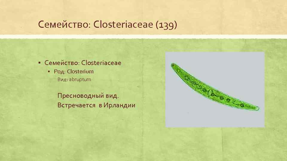 Семейство: Closteriaceae (139) § Семейство: Closteriaceae § Род: Closterium Вид: abruptum Пресноводный вид. Встречается