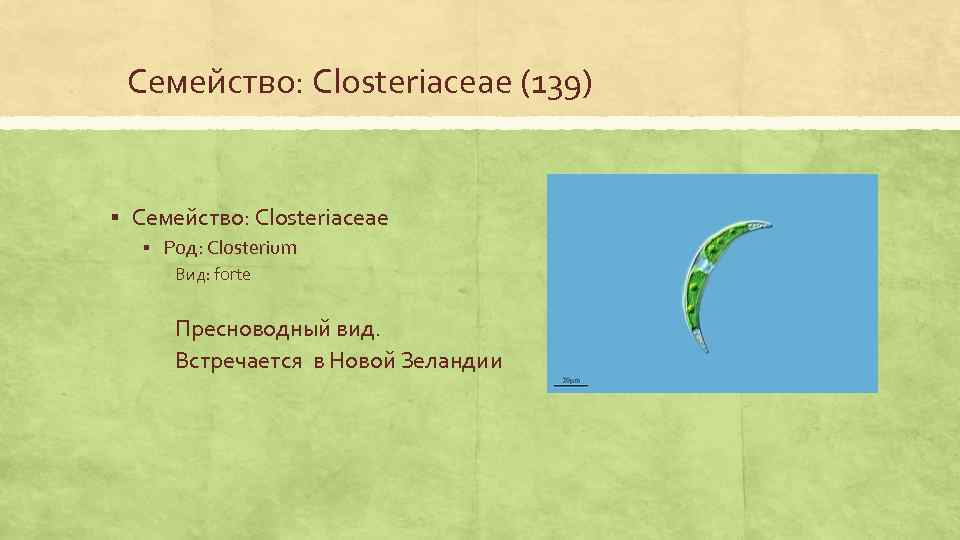 Семейство: Closteriaceae (139) § Семейство: Closteriaceae § Род: Closterium Вид: forte Пресноводный вид. Встречается