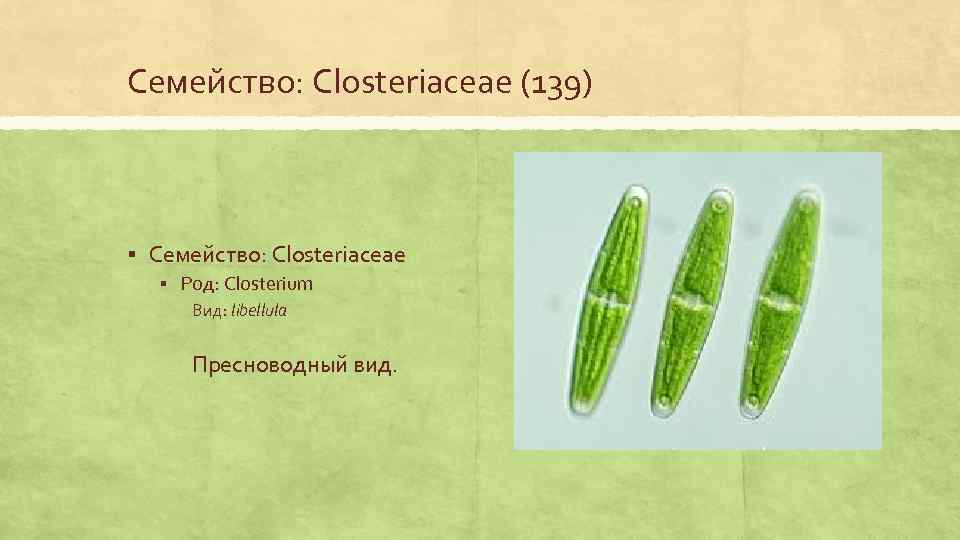 Семейство: Closteriaceae (139) § Семейство: Closteriaceae § Род: Closterium Вид: libellula Пресноводный вид. 