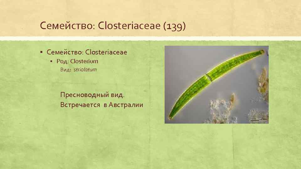 Семейство: Closteriaceae (139) § Семейство: Closteriaceae § Род: Closterium Вид: striolatum Пресноводный вид. Встречается