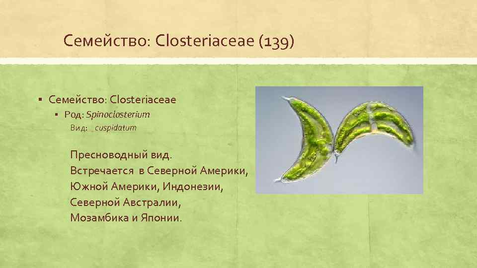 Семейство: Closteriaceae (139) § Семейство: Closteriaceae § Род: Spinoclosterium Вид: cuspidatum Пресноводный вид. Встречается