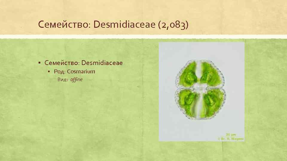 Семейство: Desmidiaceae (2, 083) § Семейство: Desmidiaceae § Род: Cosmarium Вид: affine 