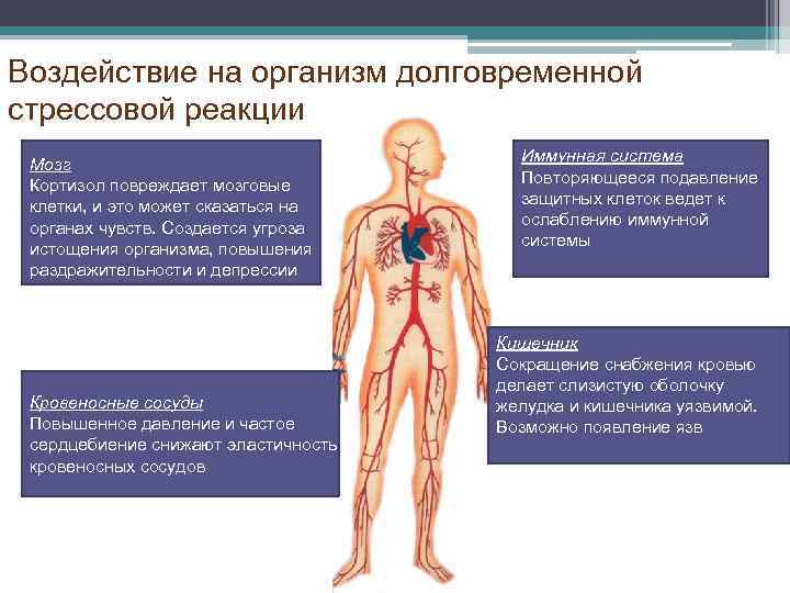 Воздействие на организм долговременной стрессовой реакции Мозг Кортизол повреждает мозговые клетки, и это может