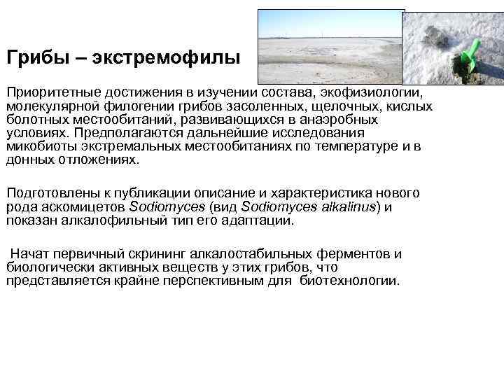 Грибы – экстремофилы Приоритетные достижения в изучении состава, экофизиологии, молекулярной филогении грибов засоленных, щелочных,