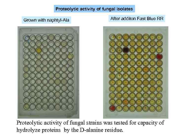 Proteolytic activity of fungal isolates Grown with naphtyl-Ala After additon Fast Blue RR Proteolytic