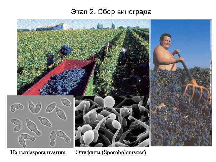 Этап 2. Сбор винограда Hanseniaspora uvarum Эпифиты (Sporobolomyces) 