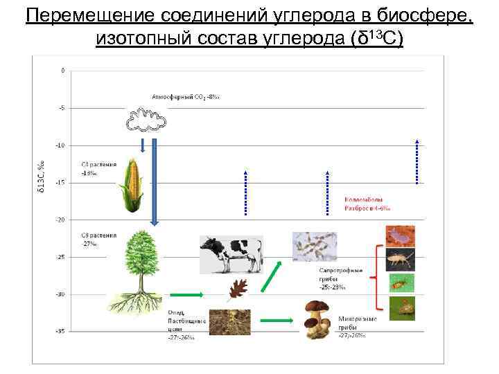 Перемещение соединений углерода в биосфере, изотопный состав углерода (δ 13 C) 