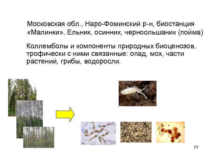 Московская обл. , Наро-Фоминский р-н, биостанция «Малинки» . Ельник, осинник, черноольшаник (пойма) Коллемболы и