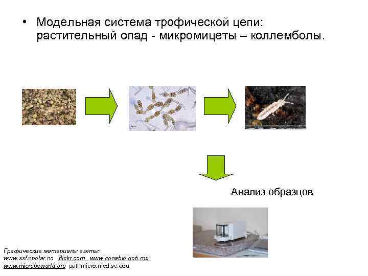  • Модельная система трофической цепи: растительный опад - микромицеты – коллемболы. Анализ образцов