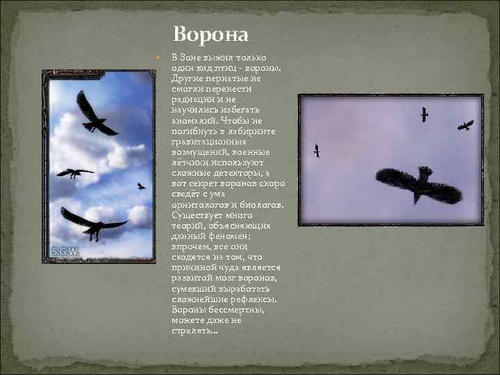 Ворона • В Зоне выжил только один вид птиц - вороны. Другие пернатые не