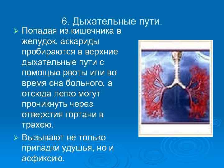 6. Дыхательные пути. Попадая из кишечника в желудок, аскариды пробираются в верхние дыхательные пути