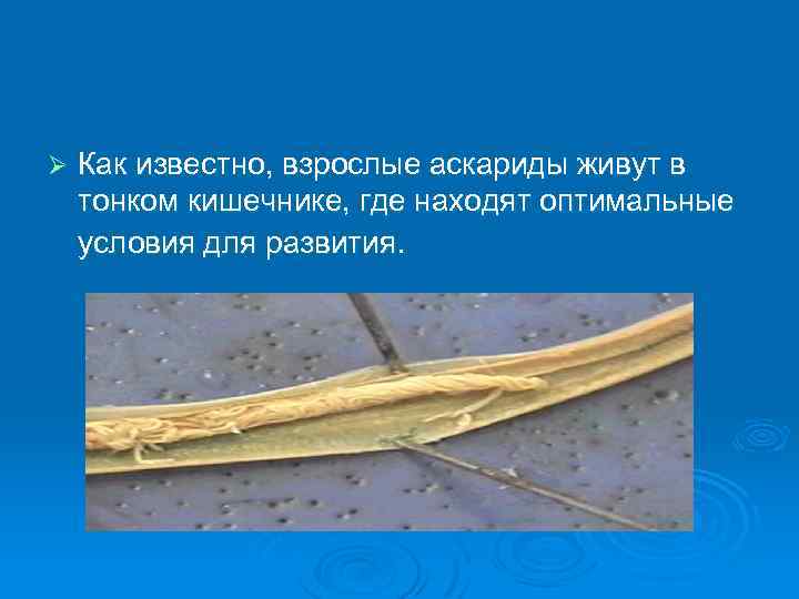 Ø Как известно, взрослые аскариды живут в тонком кишечнике, где находят оптимальные условия для