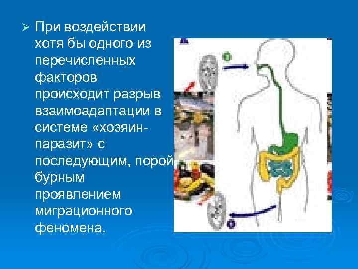 Ø При воздействии хотя бы одного из перечисленных факторов происходит разрыв взаимоадаптации в системе