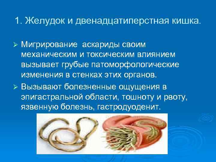 1. Желудок и двенадцатиперстная кишка. Мигрирование аскариды своим механическим и токсическим влиянием вызывает грубые
