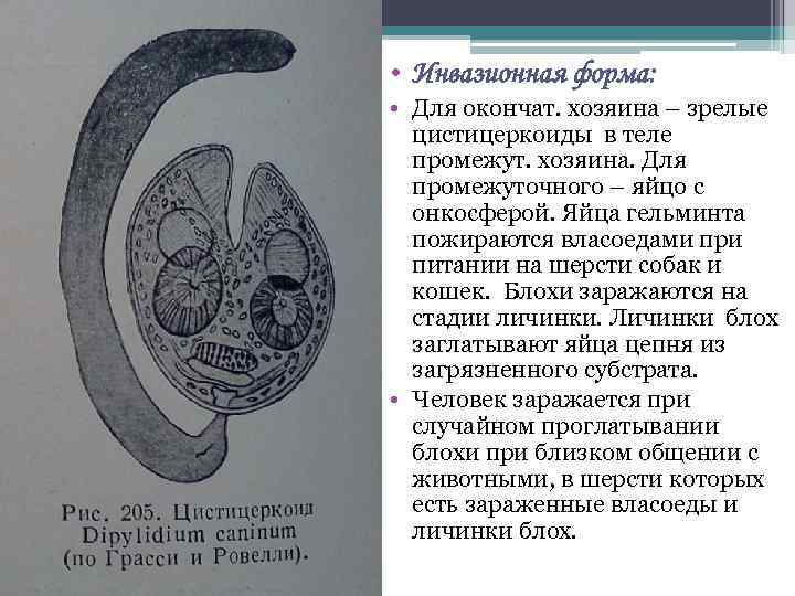  • Инвазионная форма: • Для окончат. хозяина – зрелые цистицеркоиды в теле промежут.