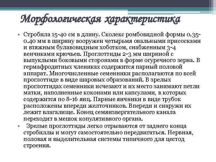 Морфологическая характеристика • Стробила 15 -40 см в длину. Сколекс ромбовидной формы 0. 350.