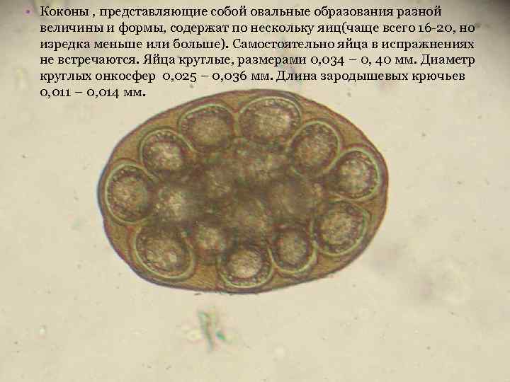  • Коконы , представляющие собой овальные образования разной величины и формы, содержат по