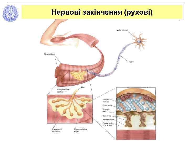 Нервові закінчення (рухові) 