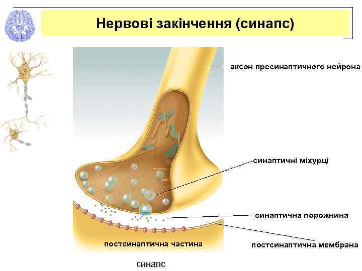 Нервові закінчення (синапс) аксон пресинаптичного нейрона синаптичні міхурці синаптична порожнина постсинаптична частина синапс постсинаптична