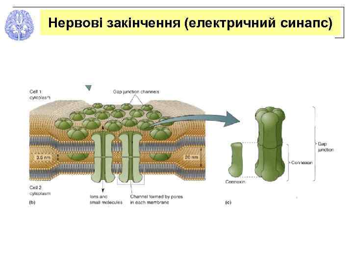 Нервові закінчення (електричний синапс) синаптичні міхурці 