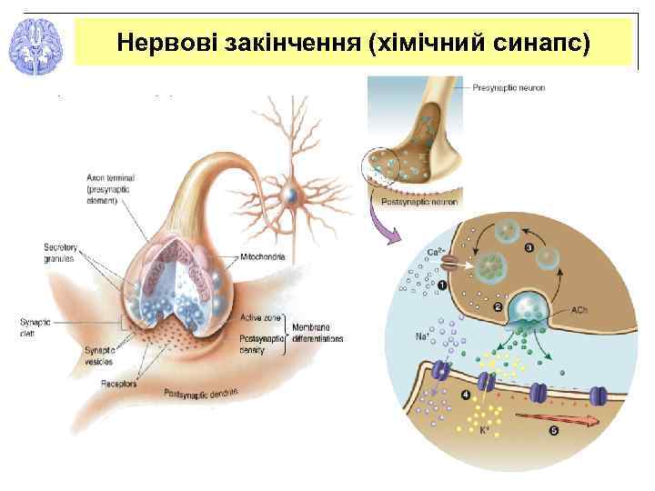 Нервові закінчення (хімічний синапс) 