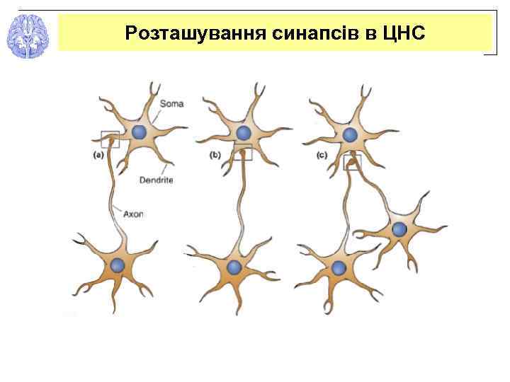 Розташування синапсів в ЦНС 