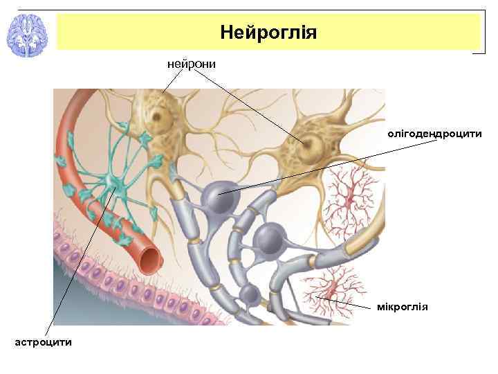 Нейроглія нейрони олігодендроцити мікроглія астроцити 