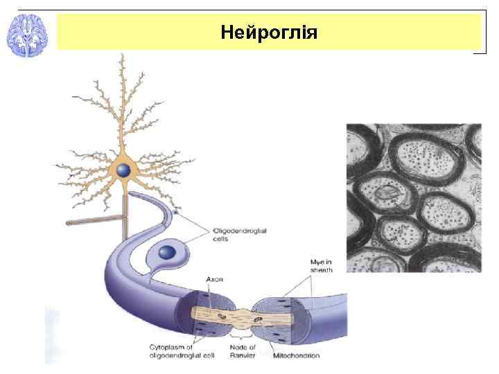 Нейроглія 