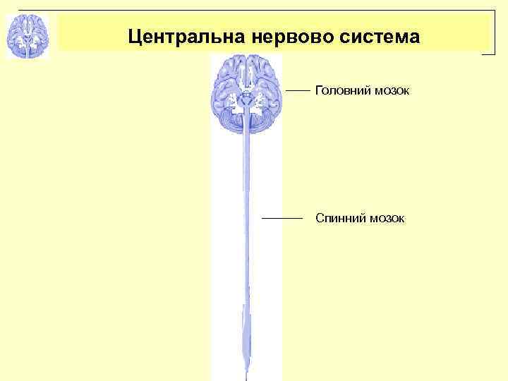 Центральна нервово система Головний мозок Спинний мозок 