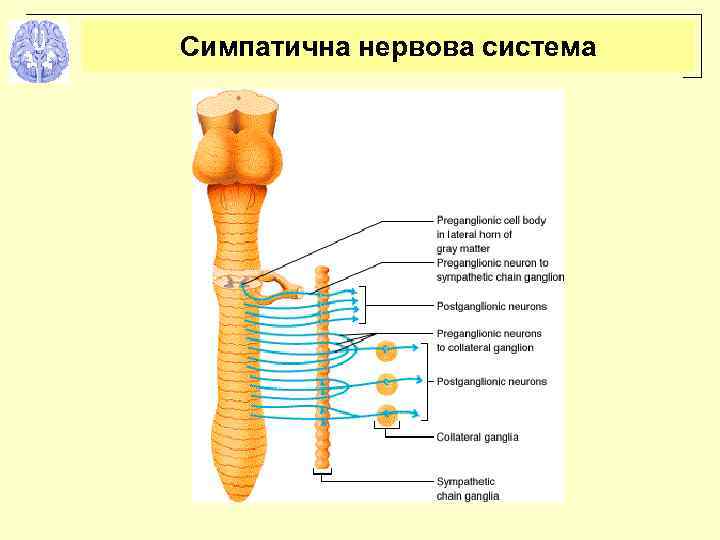 Симпатична нервова система 