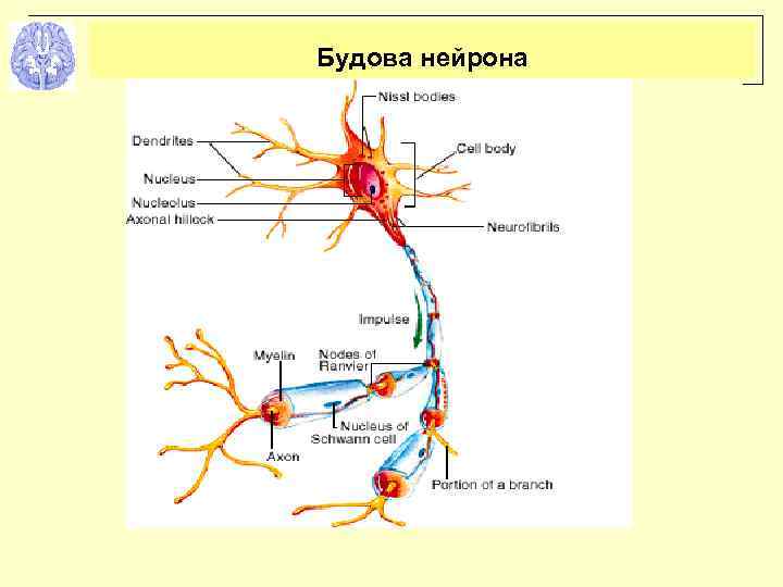 Будова нейрона 