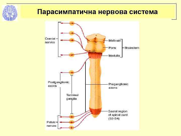 Парасимпатична нервова система 