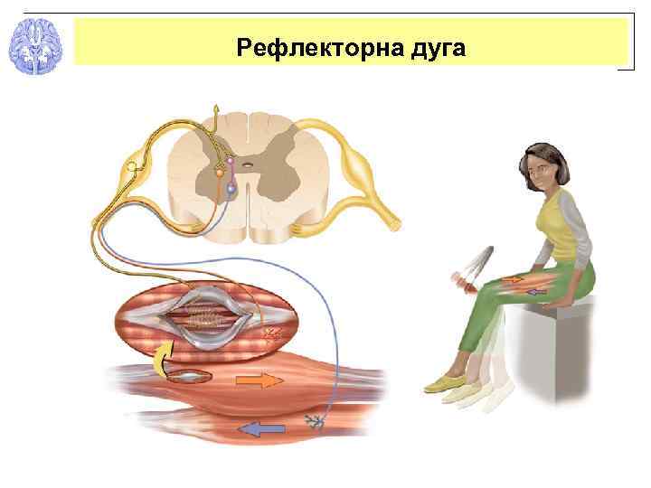 Рефлекторна дуга 