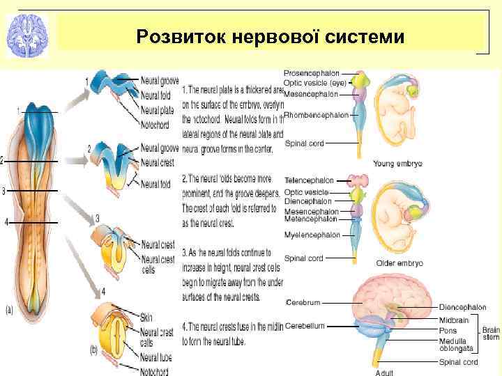 Розвиток нервової системи 