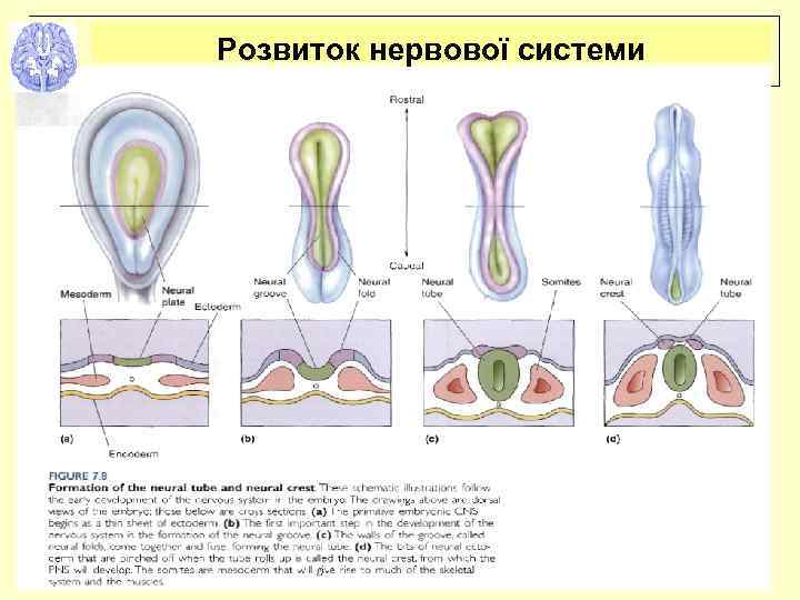 Розвиток нервової системи 