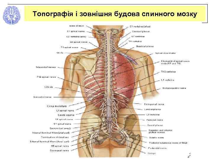 Топографія і зовнішня будова спинного мозку 