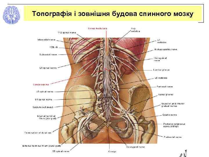 Топографія і зовнішня будова спинного мозку 