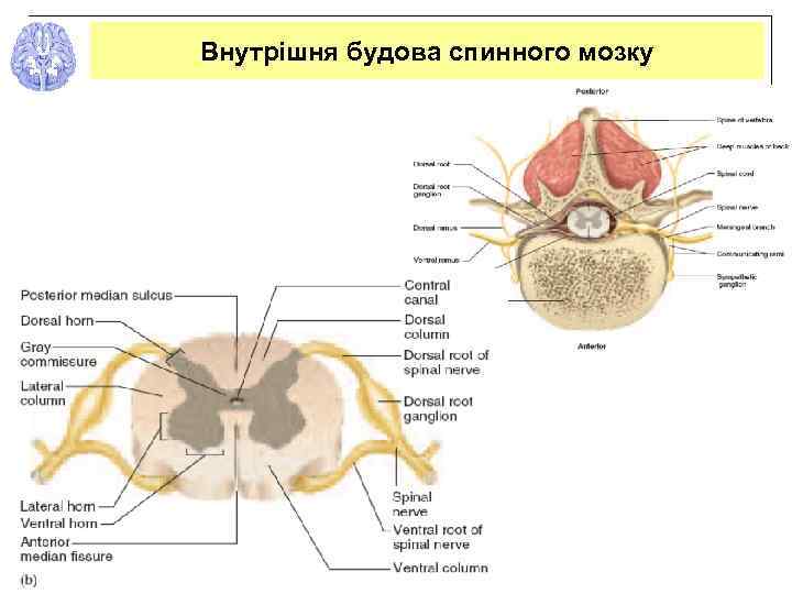 Внутрішня будова спинного мозку 