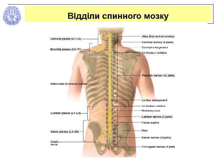 Відділи спинного мозку 