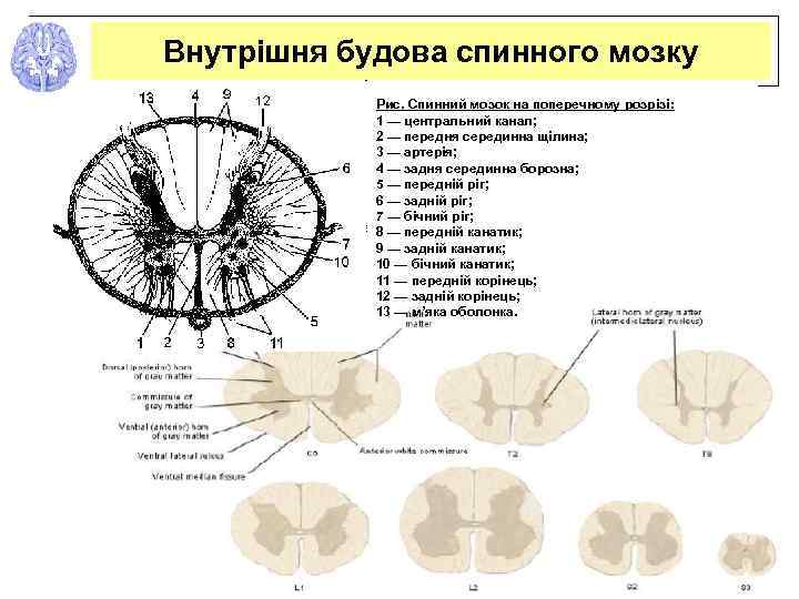 Внутрішня будова спинного мозку Рис. Спинний мозок на поперечному розрізі: 1 — центральний канал;