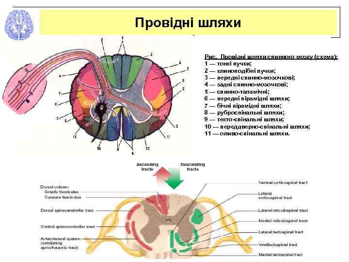 Провідні шляхи Рис. Провідні шляхи спинного мозку (схема): 1 — тонкі пучки; 2 —