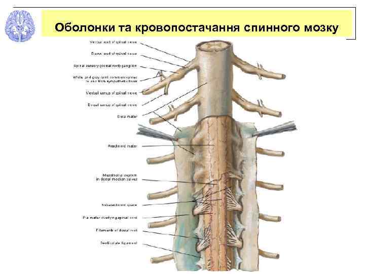 Оболонки та кровопостачання спинного мозку 