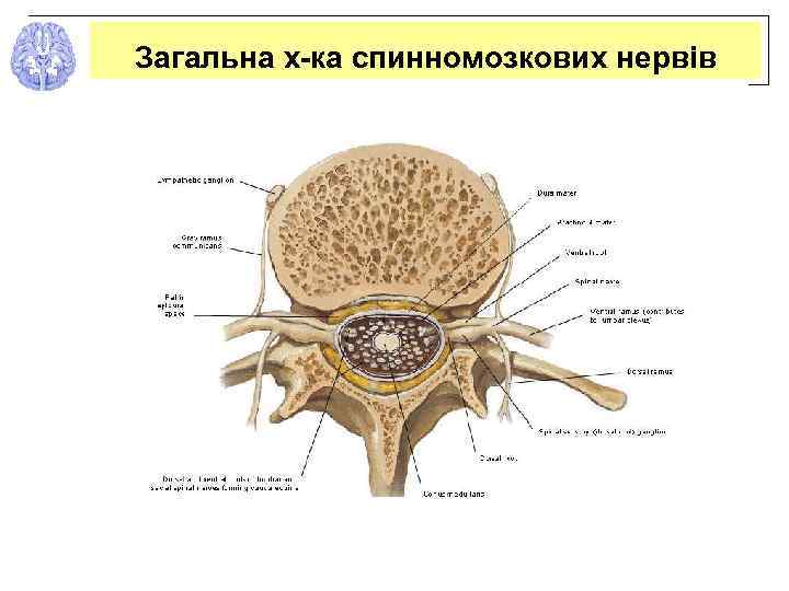 Загальна х-ка спинномозкових нервів 