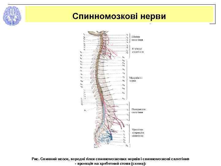 Спинномозкові нерви Рис. Спинний мозок, передні гілки спинномозкових нервів і спинномозкові сплетіння - проекція