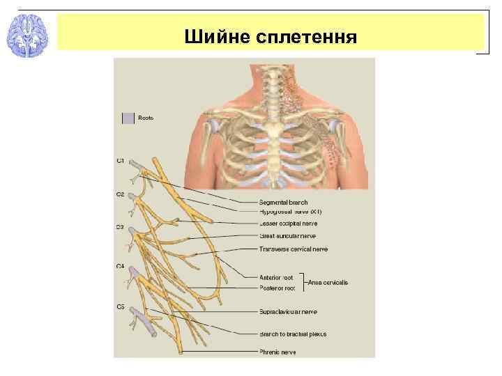 Шийне сплетення 