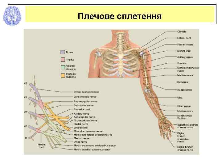 Плечове сплетення 