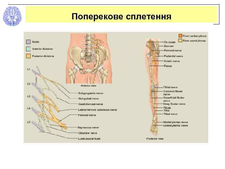 Поперекове сплетення 