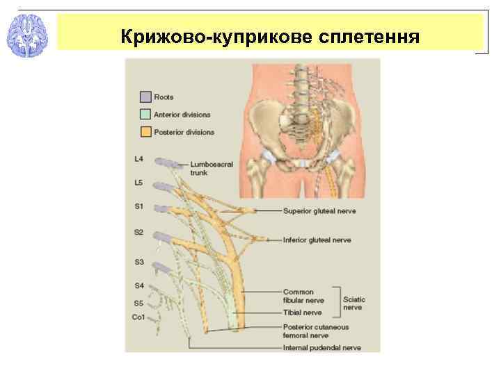 Крижово-куприкове сплетення 