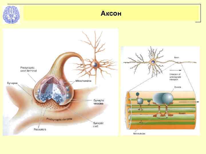 Аксон 